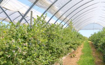 Czego od nowych odmian borówki oczekują plantatorzy