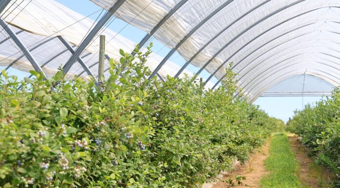 Borówkowe Factory – w tym sezonie tunele pokazały pełnię możliwości