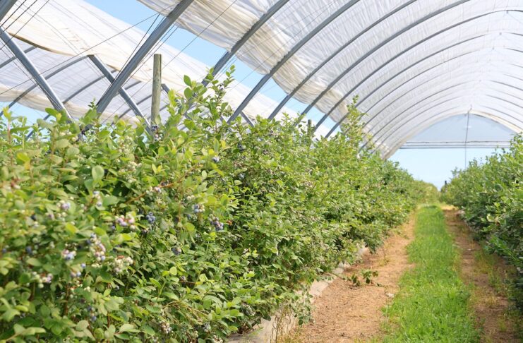 Czego od nowych odmian borówki oczekują plantatorzy