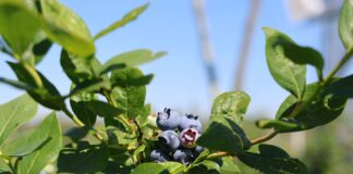Ochrona i odżywianie borówki wysokiej – zalecenia na sezon letni borówki wysokiej owoce, nawożenie, borówkowe factory