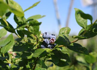 Ochrona i odżywianie borówki wysokiej – zalecenia na sezon letni borówki wysokiej owoce, nawożenie, borówkowe factory