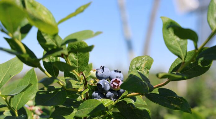 Ochrona i odżywianie borówki wysokiej – zalecenia na sezon letni borówki wysokiej owoce, nawożenie, borówkowe factory