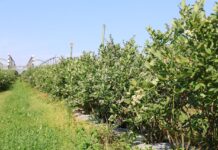 Agrotkanina na plantacji borówki – test po pięciu latach agrotkanina, borówki, borówka, borówkowe factory,