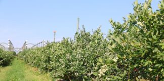 Agrotkanina na plantacji borówki – test po pięciu latach agrotkanina, borówki, borówka, borówkowe factory,