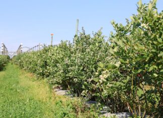 Agrotkanina na plantacji borówki – test po pięciu latach agrotkanina, borówki, borówka, borówkowe factory,
