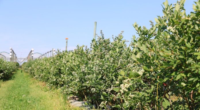 Agrotkanina na plantacji borówki – test po pięciu latach agrotkanina, borówki, borówka, borówkowe factory,