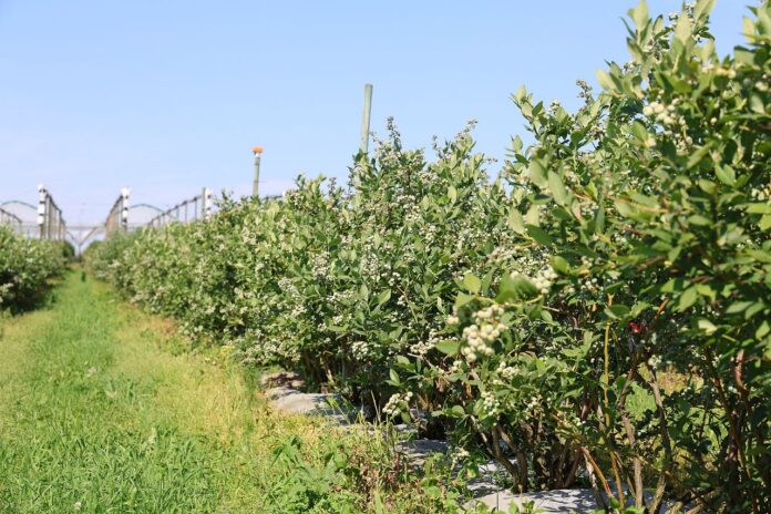 8K9A0419_07_04_2025 agrotkanina, borówki, borówka, borówkowe factory,