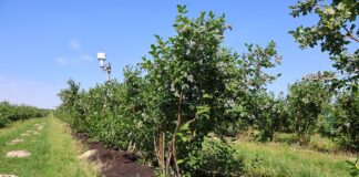 Ściółka z Carbomatu w uprawie borówki – efekty widać gołym okiem ściółka, węgiel brunatny, carbomat, borówkowe factory