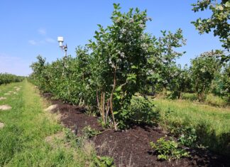 Ściółka z Carbomatu w uprawie borówki – efekty widać gołym okiem ściółka, węgiel brunatny, carbomat, borówkowe factory
