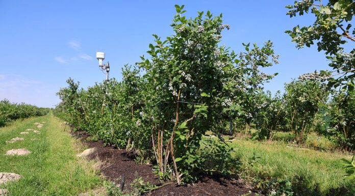 Ściółka z Carbomatu w uprawie borówki – efekty widać gołym okiem ściółka, węgiel brunatny, carbomat, borówkowe factory