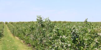 Odżywianie borówek azotem z wykorzystaniem bakterii endofitycznych