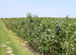 Odżywianie borówek azotem z wykorzystaniem bakterii endofitycznych