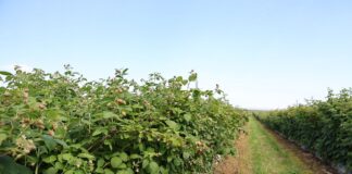 Zrównoważone odżywianie malin w ekstremalnych warunkach pogodowych nawożenie malin, malinowe factory, maliny