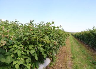 Zrównoważone odżywianie malin w ekstremalnych warunkach pogodowych nawożenie malin, malinowe factory, maliny