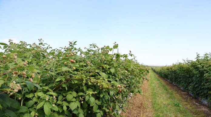 Zrównoważone odżywianie malin w ekstremalnych warunkach pogodowych nawożenie malin, malinowe factory, maliny