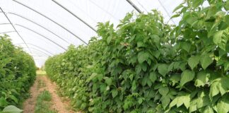 Jak zadbać o glebę i rośliny w tunelowej uprawie malin ochrona i stymulacja malin jesiennych, malinowe factory, enrosadira