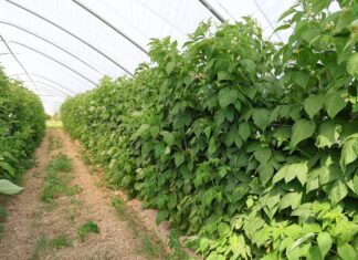 Jak zadbać o glebę i rośliny w tunelowej uprawie malin ochrona i stymulacja malin jesiennych, malinowe factory, enrosadira