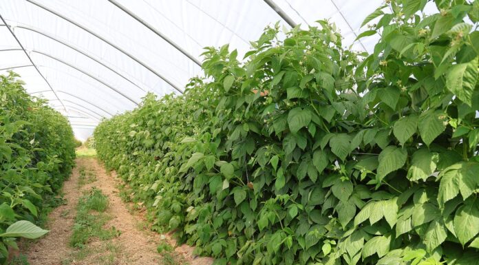 Jak zadbać o glebę i rośliny w tunelowej uprawie malin ochrona i stymulacja malin jesiennych, malinowe factory, enrosadira