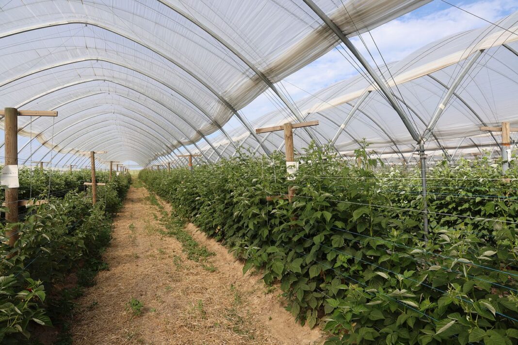 8K9A0458_07_04_2025 malin, plon malin, malinowe factory