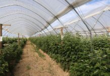 Lepszy wzrost i plon malin niezależnie od pogody malin, plon malin, malinowe factory