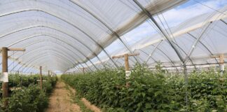 Lepszy wzrost i plon malin niezależnie od pogody malin, plon malin, malinowe factory