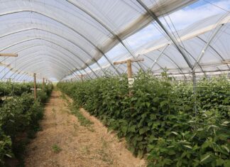 Lepszy wzrost i plon malin niezależnie od pogody malin, plon malin, malinowe factory