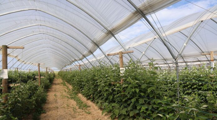 Lepszy wzrost i plon malin niezależnie od pogody malin, plon malin, malinowe factory