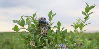 Ceny borówek stopniowo spadają