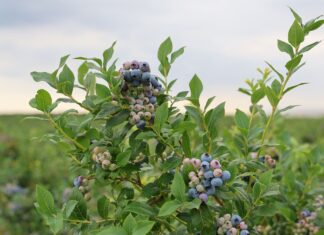 Ceny borówek stopniowo spadają