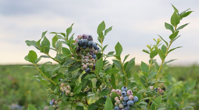 Ceny borówek stopniowo spadają