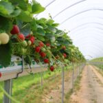 Wyniki badań PIORiN: polskie truskawki i borówki są bezpieczne! PIORiN, truskawki, plantaja, pozostałości,