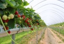 Wyniki badań PIORiN: polskie truskawki i borówki są bezpieczne! PIORiN, truskawki, plantaja, pozostałości,