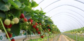 Wyniki badań PIORiN: polskie truskawki i borówki są bezpieczne! PIORiN, truskawki, plantaja, pozostałości,