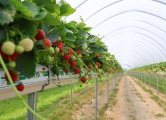 Wyniki badań PIORiN: polskie truskawki i borówki są bezpieczne! PIORiN, truskawki, plantaja, pozostałości,
