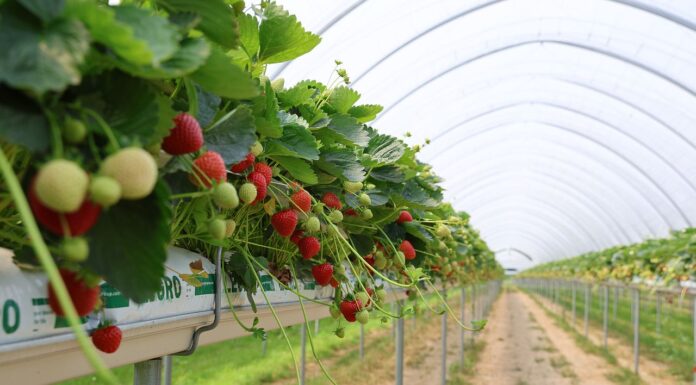Wyniki badań PIORiN: polskie truskawki i borówki są bezpieczne! PIORiN, truskawki, plantaja, pozostałości,