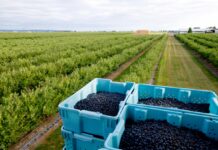 SaniBlues – naturalne rozwiązanie pozbiorcze, które wydłuża trwałość borówek