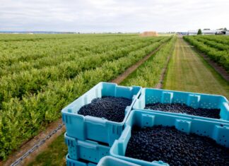 SaniBlues – naturalne rozwiązanie pozbiorcze, które wydłuża trwałość borówek