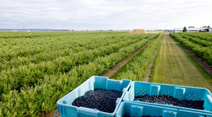 SaniBlues – naturalne rozwiązanie pozbiorcze, które wydłuża trwałość borówek
