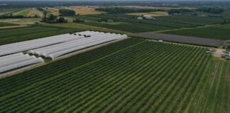 Odbudowa plantacji borówki po gradobiciu i stymulacja plonowania i wzrostu w jednym