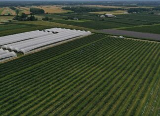 Odbudowa plantacji borówki po gradobiciu i stymulacja plonowania i wzrostu w jednym