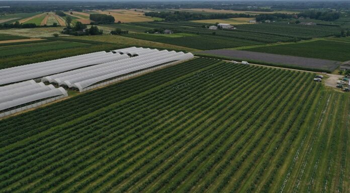 Odbudowa plantacji borówki po gradobiciu i stymulacja plonowania i wzrostu w jednym