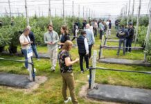 Fall Creek® i SEKOYA® w Holandii: Innowacyjna borówka dla przyszłych pokoleń