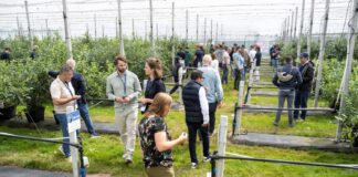 Fall Creek® i SEKOYA® w Holandii: Innowacyjna borówka dla przyszłych pokoleń