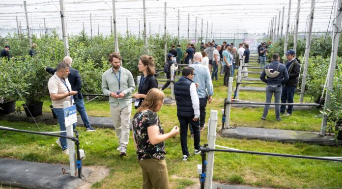 Fall Creek® i SEKOYA® w Holandii: Innowacyjna borówka dla przyszłych pokoleń