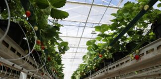 Wsparcie na działania badawczo-rozwojowe i inwestycyjne w rolnictwie