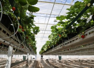 Wsparcie na działania badawczo-rozwojowe i inwestycyjne w rolnictwie