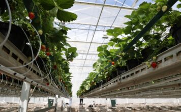 Wsparcie na działania badawczo-rozwojowe i inwestycyjne w rolnictwie