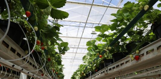 Wsparcie na działania badawczo-rozwojowe i inwestycyjne w rolnictwie