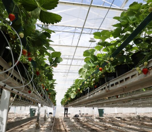 Wsparcie na działania badawczo-rozwojowe i inwestycyjne w rolnictwie