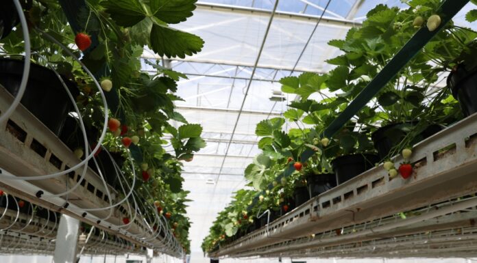 Wsparcie na działania badawczo-rozwojowe i inwestycyjne w rolnictwie